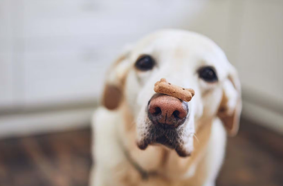 간식을 받은 개.