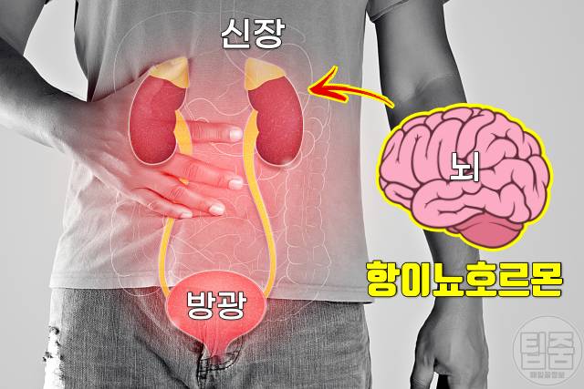 목이 마르는 증상 목이 건조하고 칼칼 갈증 원인 요붕증
