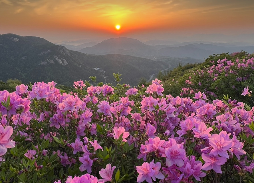 황매산 철쭉