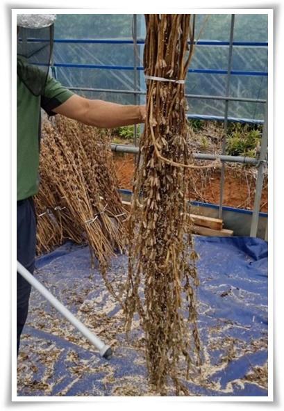 "8월, 참깨 수확해야 해요!" 순지르기/베는시기/수확하기/보관하기