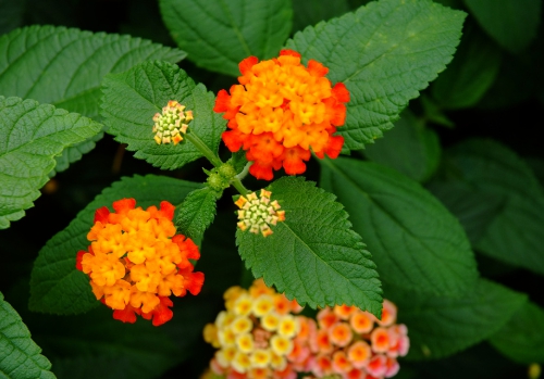 가을에 피는 꽃 란타나