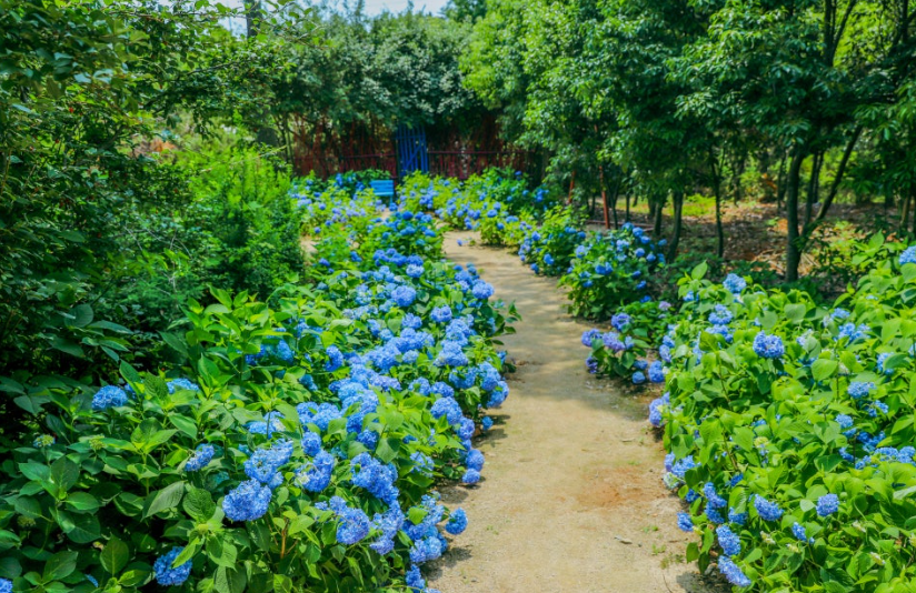 청산수목원 수국