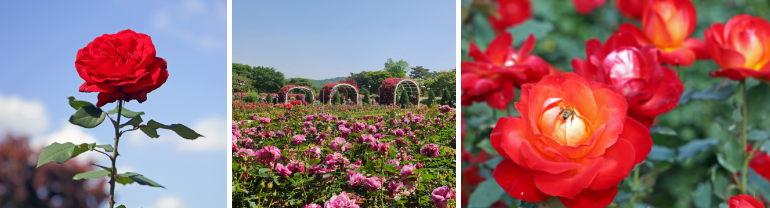 서울대공원 장미원 장미꽃 사진