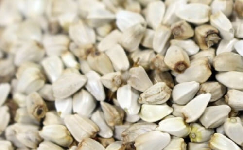 뼈에좋은-홍화씨