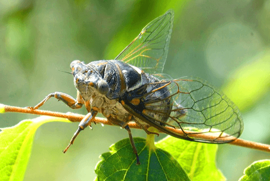 나무 줄기에 매미 한 마리가 매달려있다. 검은색 등을 가진 매미다.