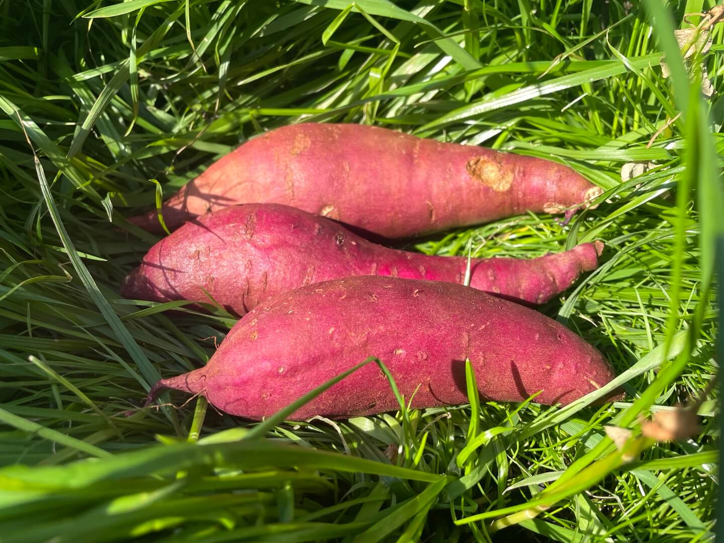 생태 자연 유기농 텃밭 위에 유기농 고구마를 올려놓고 사진을 찍어 보았습니다.