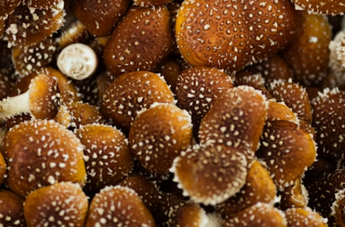 표고 버섯 효능