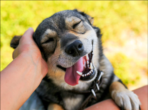 주인이 만져주는 손길에 행복해하는 강아지 모습