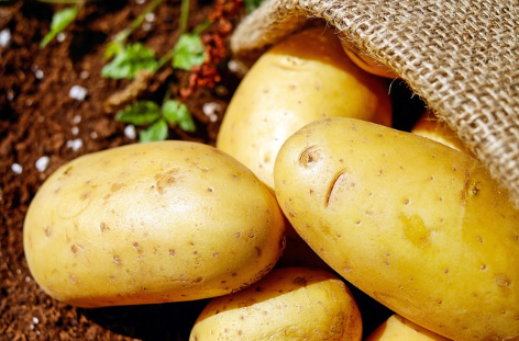 갓수확한 감자사진