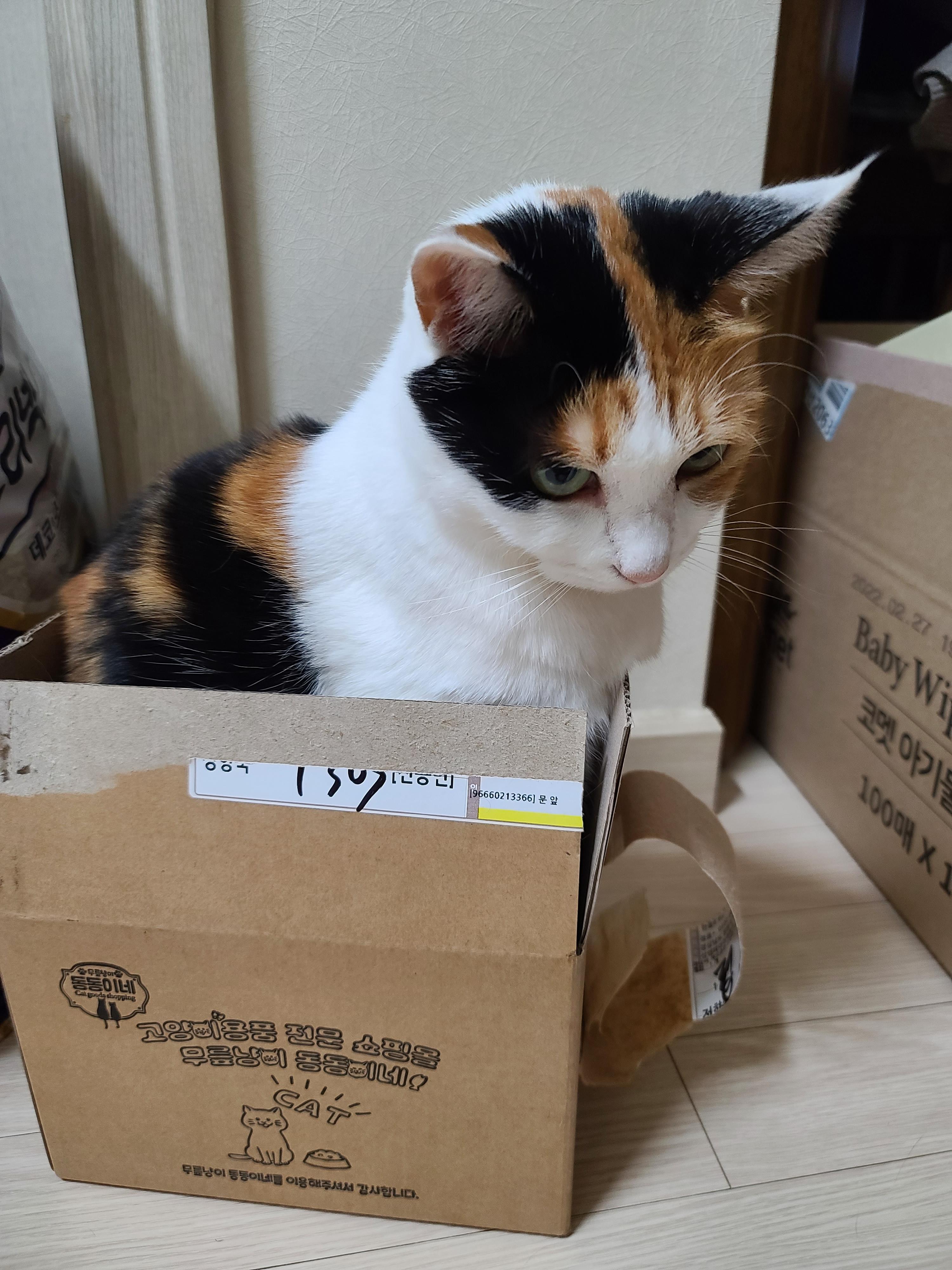 작은 박스에 꾸깃꾸깃 말아넣은 삼색이 고양이 요미. 참으로 유연한 그동물 고양이.