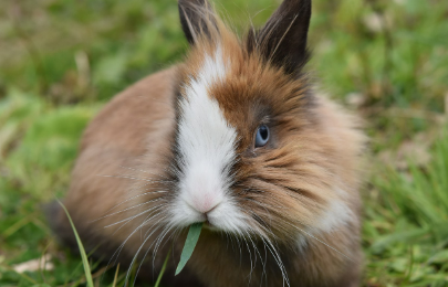 2025년 7월 토끼띠(생년별) 운세