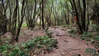 제주 곶자왈 숲길 산책 원시림 초록 힐링 여행_9