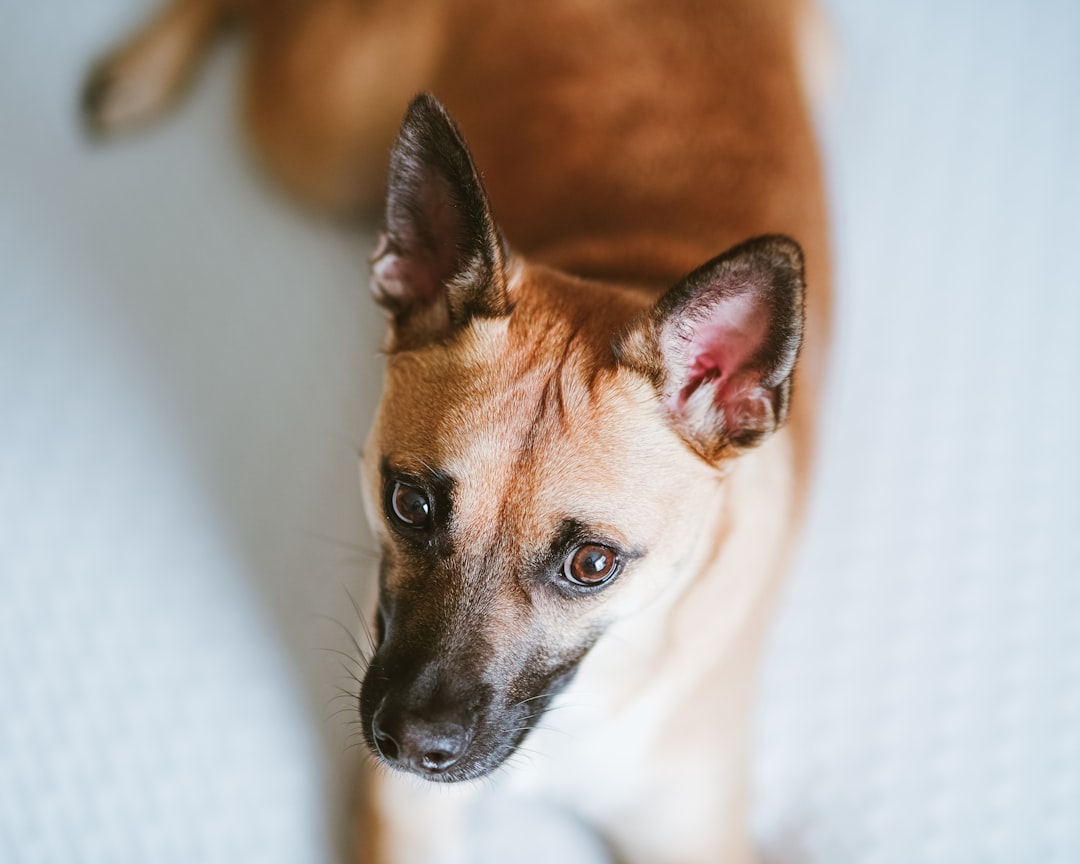 Pet.