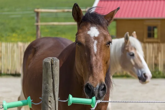남은 족발로 양념족발 만들기 맛있는 한 끼 해결법 완벽 요리 레시피_8