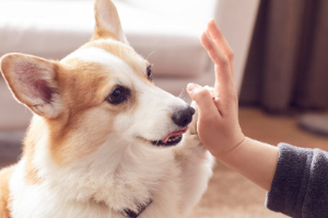 주인과 함께 하이파이브 하는 강아지 모습