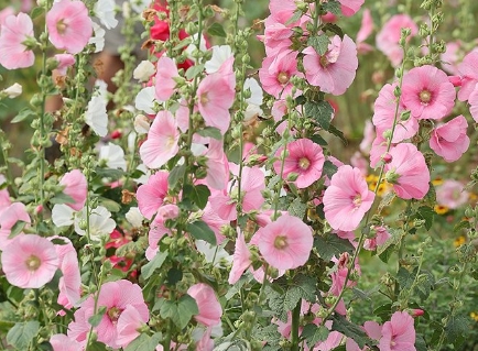 가을에 피는 꽃 종류 접시꽃