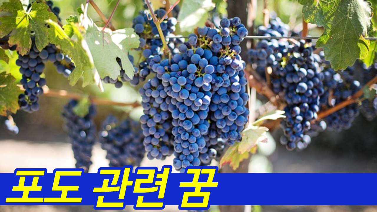 포도가 엄청나게 달린꿈
