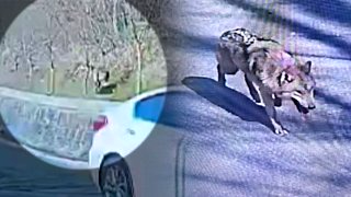 늑구 대전 오월드 탈출 수컷 늑대 청주 드론 수색