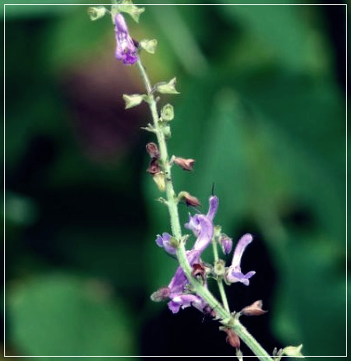 단삼의 효능에 대한 이야기