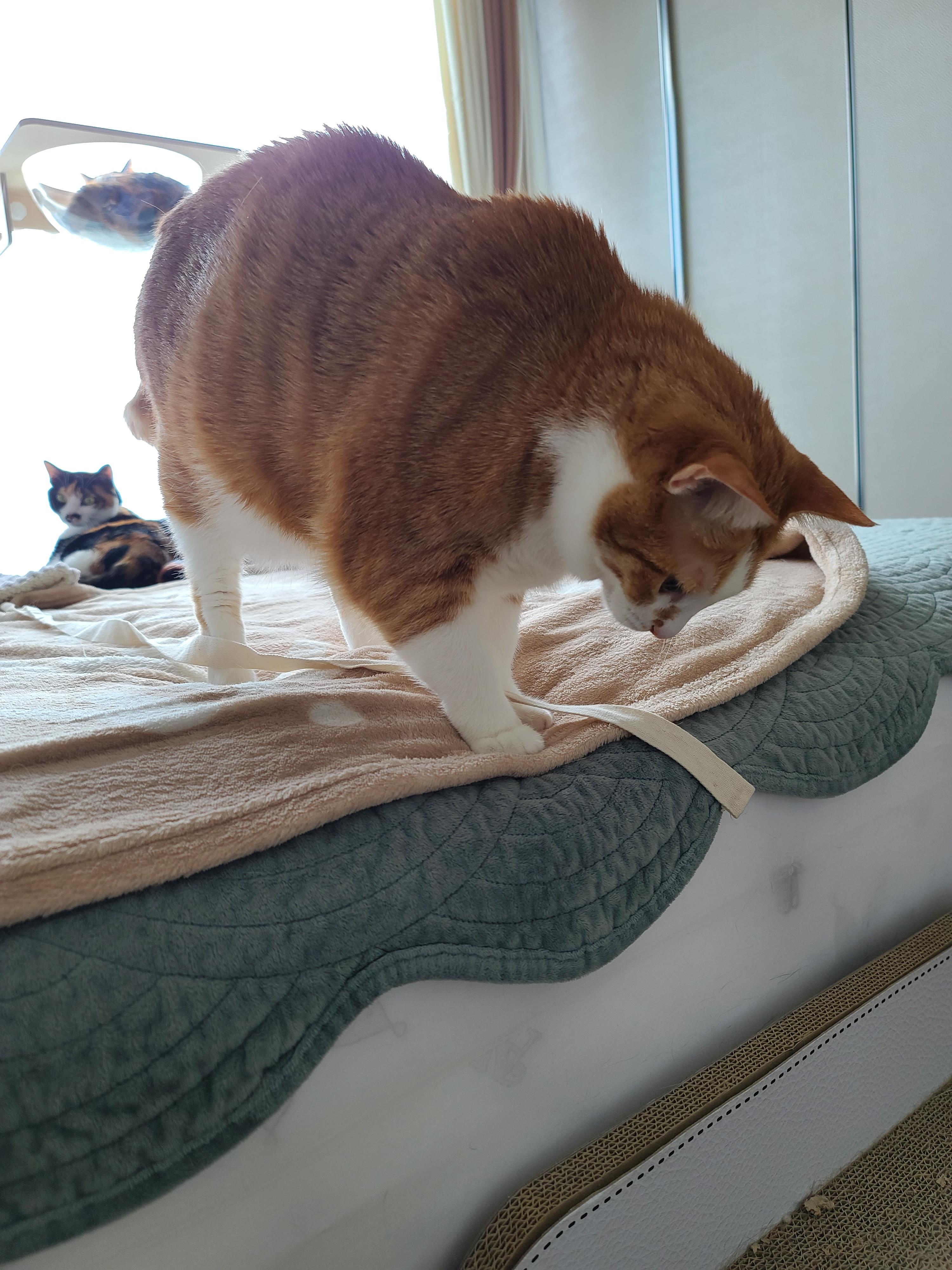 애정하는 장난감 물고와서 놀자고 조르는 고양이 호야