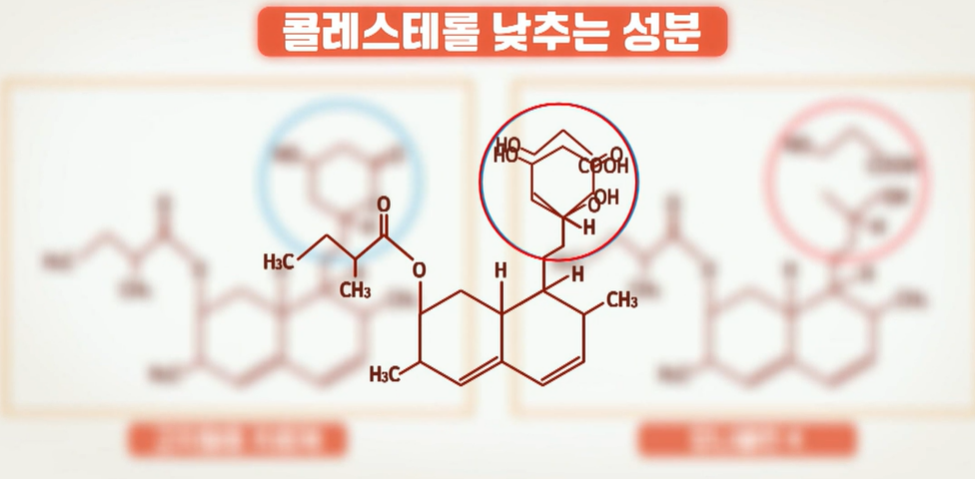 발효 홍국 효능
