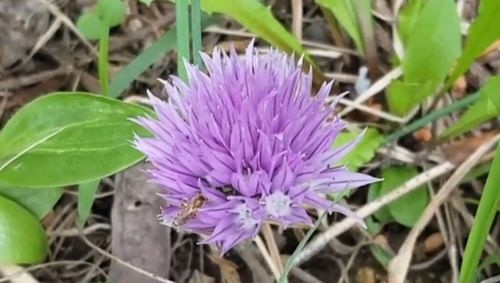 차이브-꽃-피는시기-개화시기-꽃말