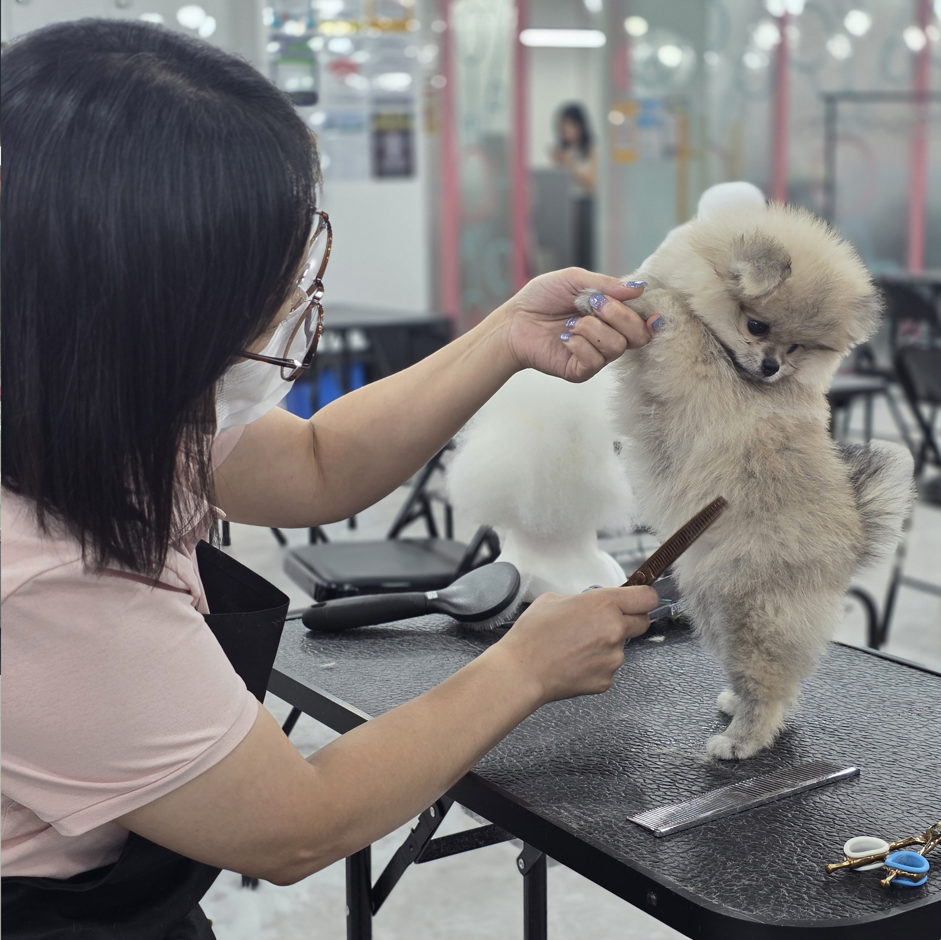 광주강아지미용학원