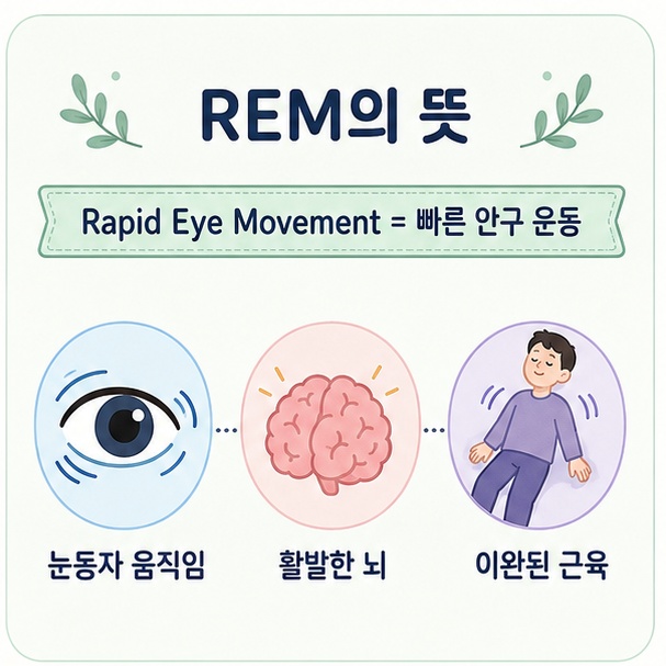 REM이 Rapid Eye Movement의 약자이며 빠른 안구 운동을 뜻하고 뇌 활동이 활발하며 큰 근육은 이완된다는 내용을 설명한 그림