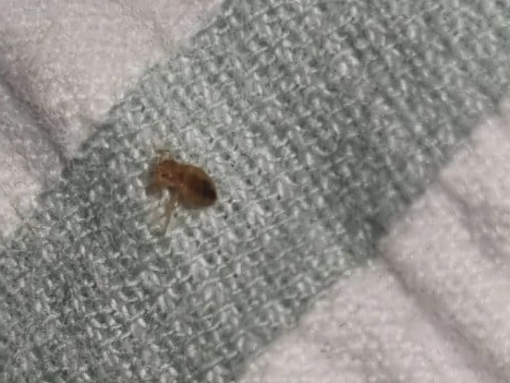 빈대 퇴치 대처법