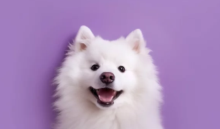 사모예드/출처:어도비스톡