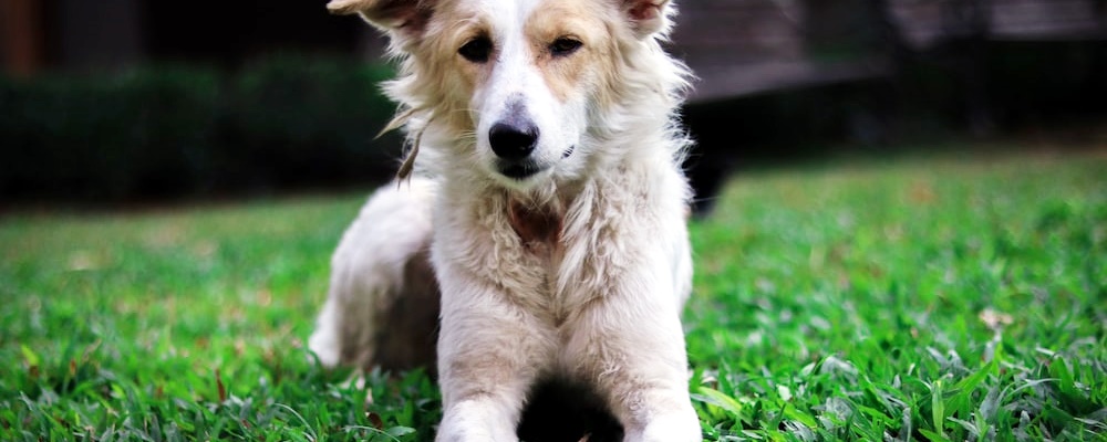 강아지 앉아 훈련 10