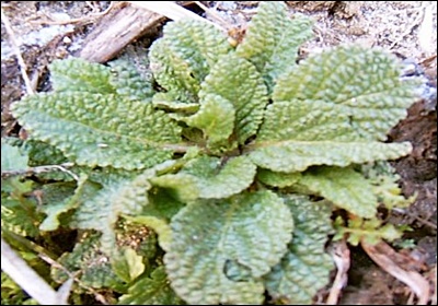 곰보배추 효능, 먹는 법 총정리