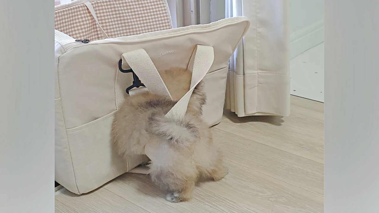 아기 강아지의 장난