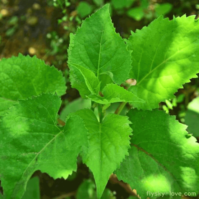 향과 맛에 취하는 취나물