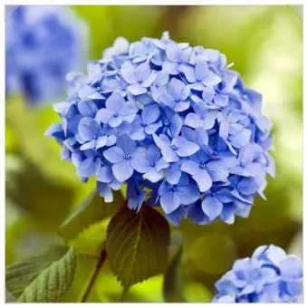 수국 키우는법 개화시기 삽목시기 가지치기 화분 물주기_16