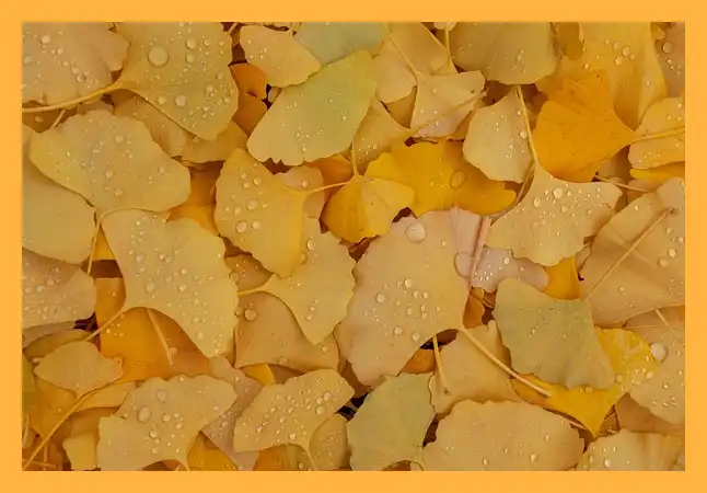 문광저수지 은행나무길