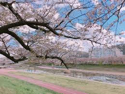 전라도 정읍 벚꽃 명소 베스트 5 벚꽃시기 만개시기 드라이브 코스