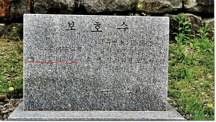 합천 오도리 이팝나무