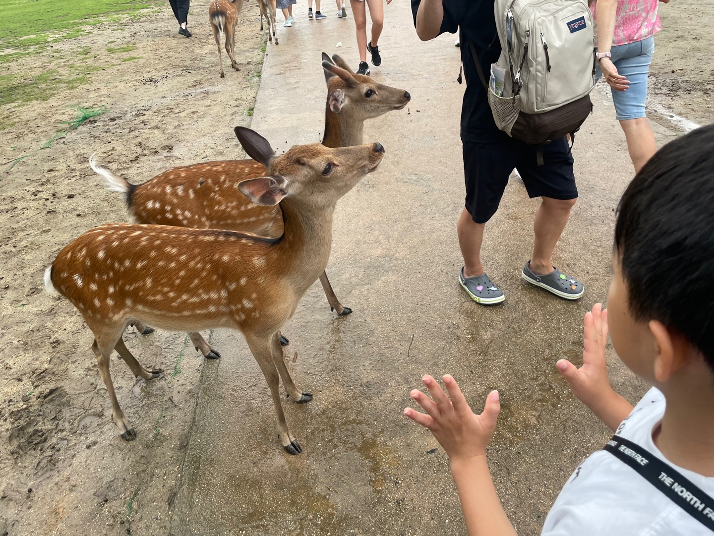 투썬맘의 나라 사슴공원 후기