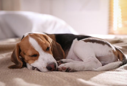 개의 파르보바이러스 감염증