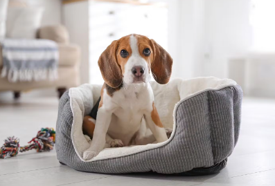 그 밖에도 주의해야 할 개의 이상한 행동이란?