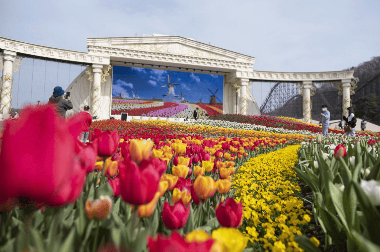 에버랜드 튤립 축제