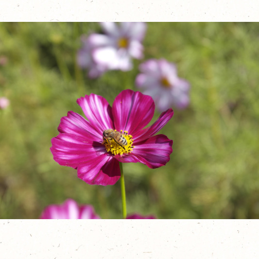 흰색 코스모스 꽃다발