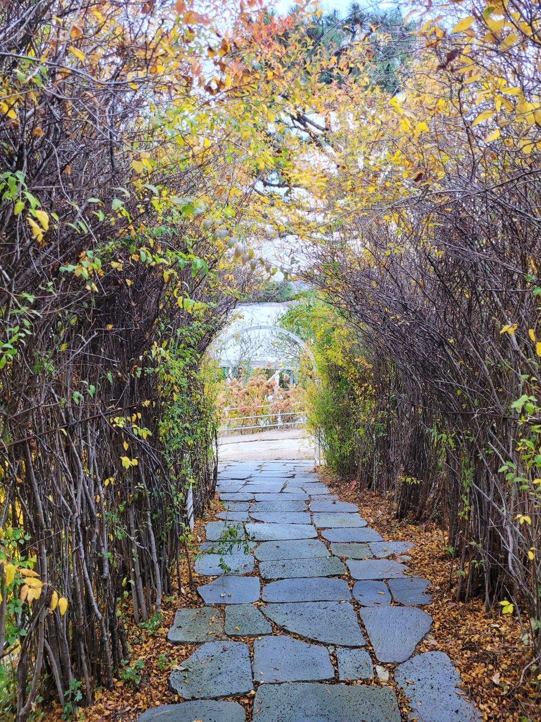 나무 우거진 길