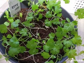 고수 재배 허브 키우기 상자 텃밭 통풍 관리_4