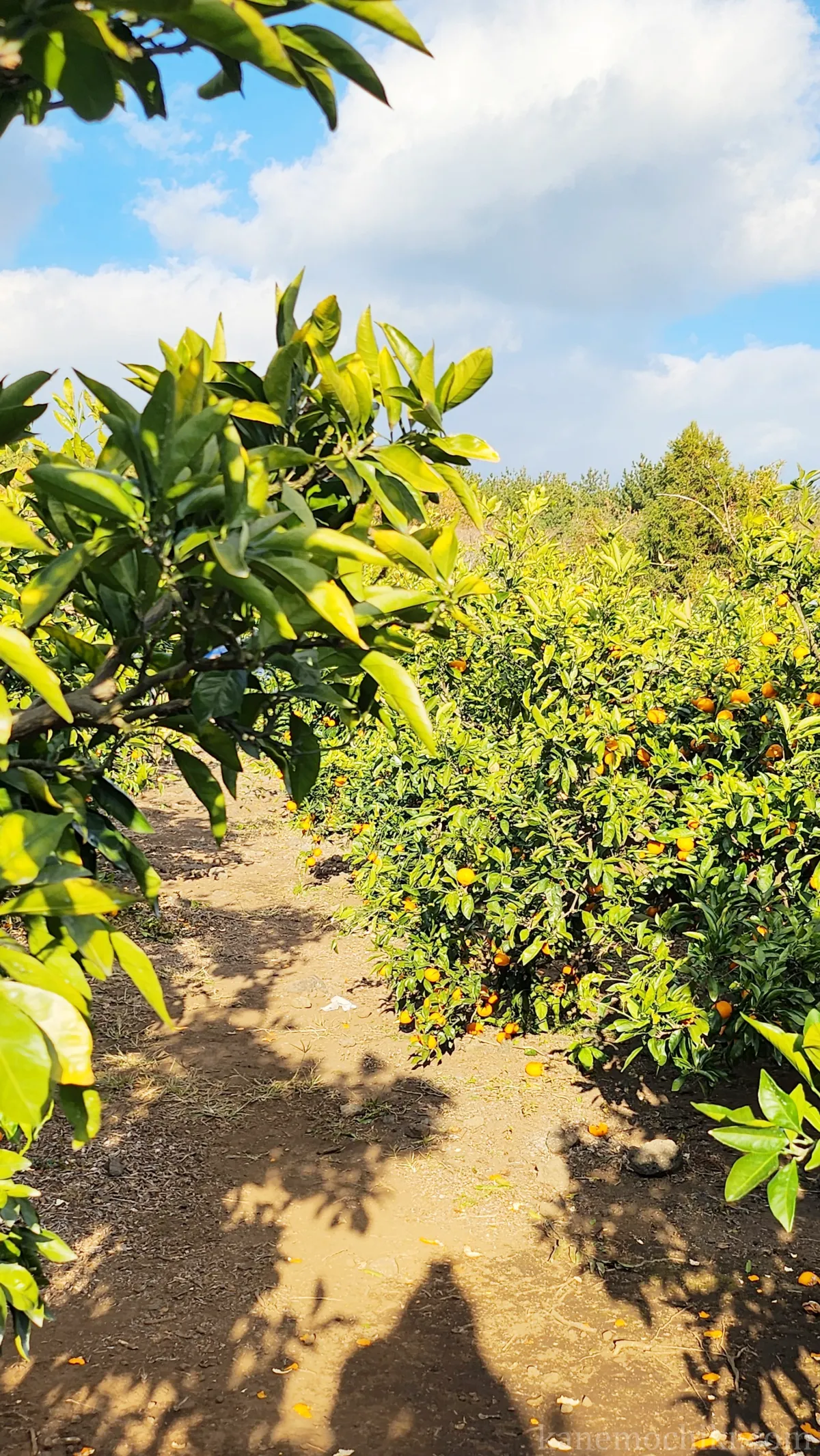 제주도-여행-휴애리-감귤-체험