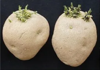 가을감자 심는시기 파종시기와 재배법_16