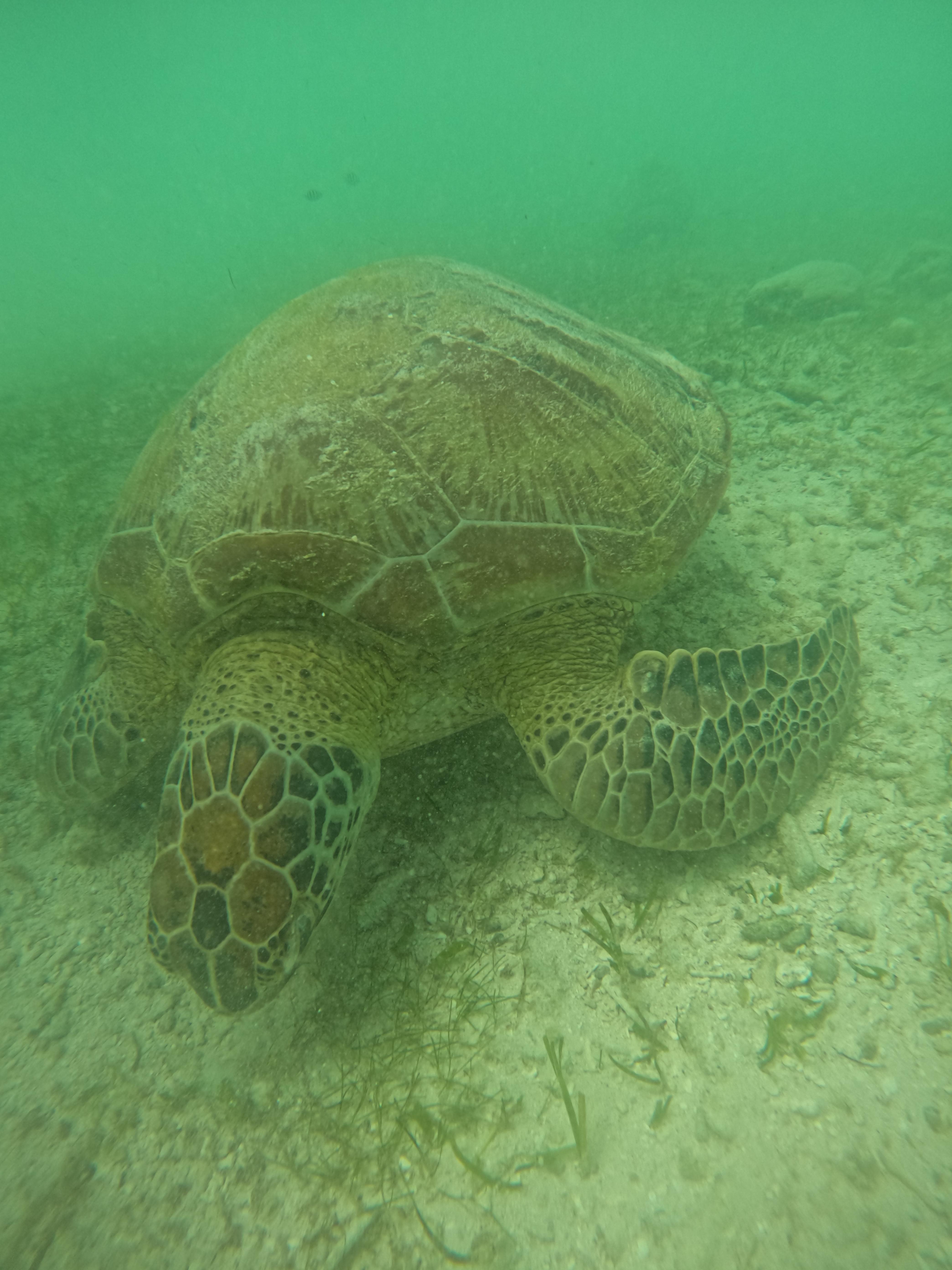 모알보알 거북이