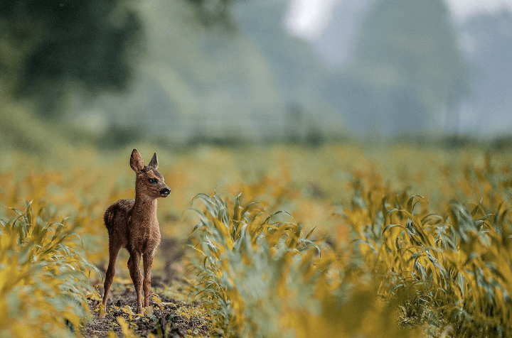 예쁜 아기 사슴 사진