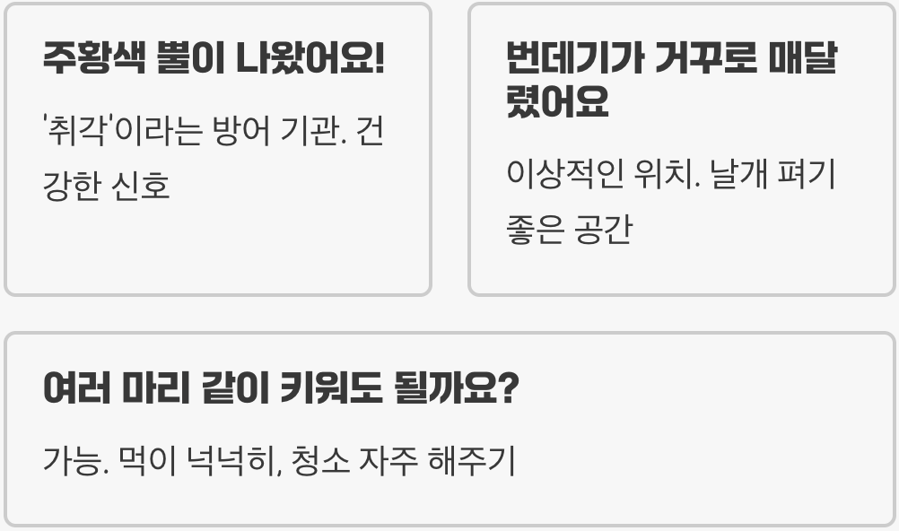 초보 집사 필독! 제비나비 키우기 A to Z (알 찾기부터 우화까지 완벽 가이드)